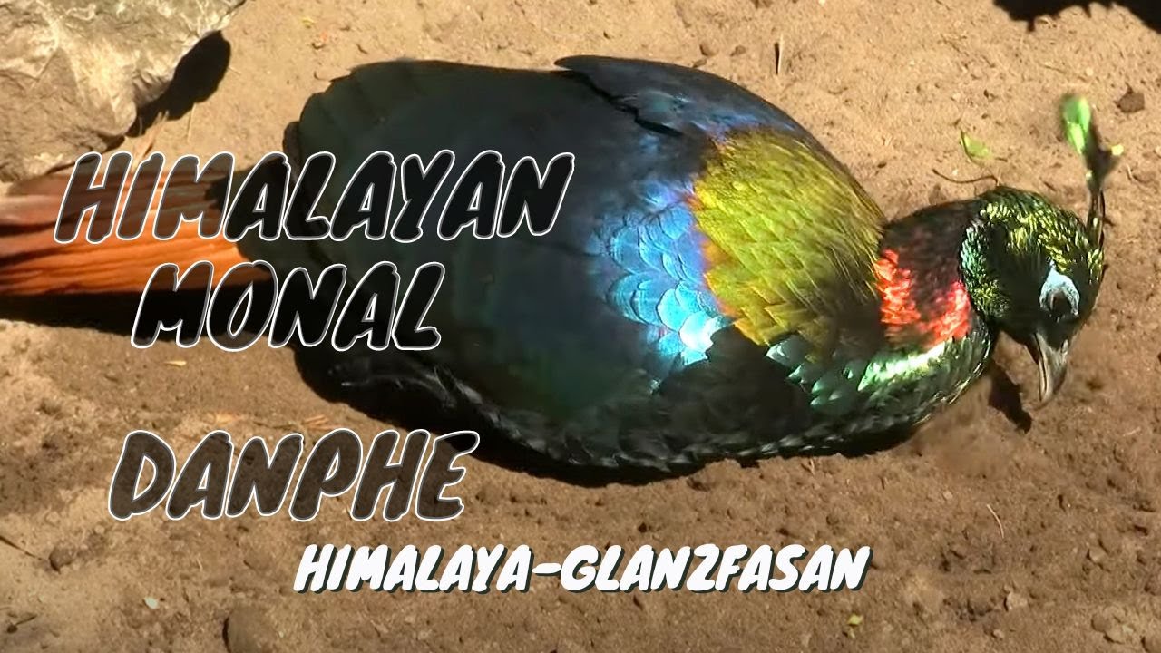 Amazing Shiny Bird: Himalayan Monal