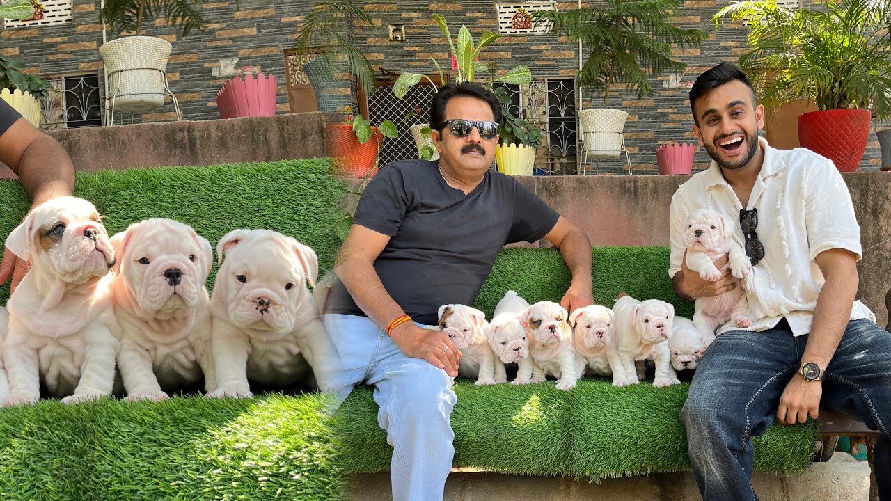 Rare White Bulldog Puppies in Jaipur😱