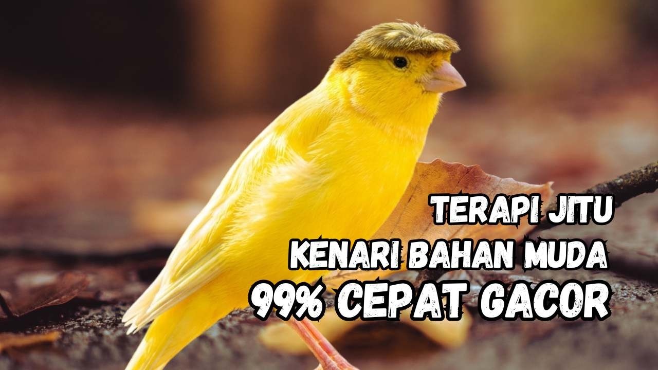 Kenari Gacor Panjang, Pancingan Kenari Paud Belajar Bunyi, Terapi Ampuh Kenari Macet