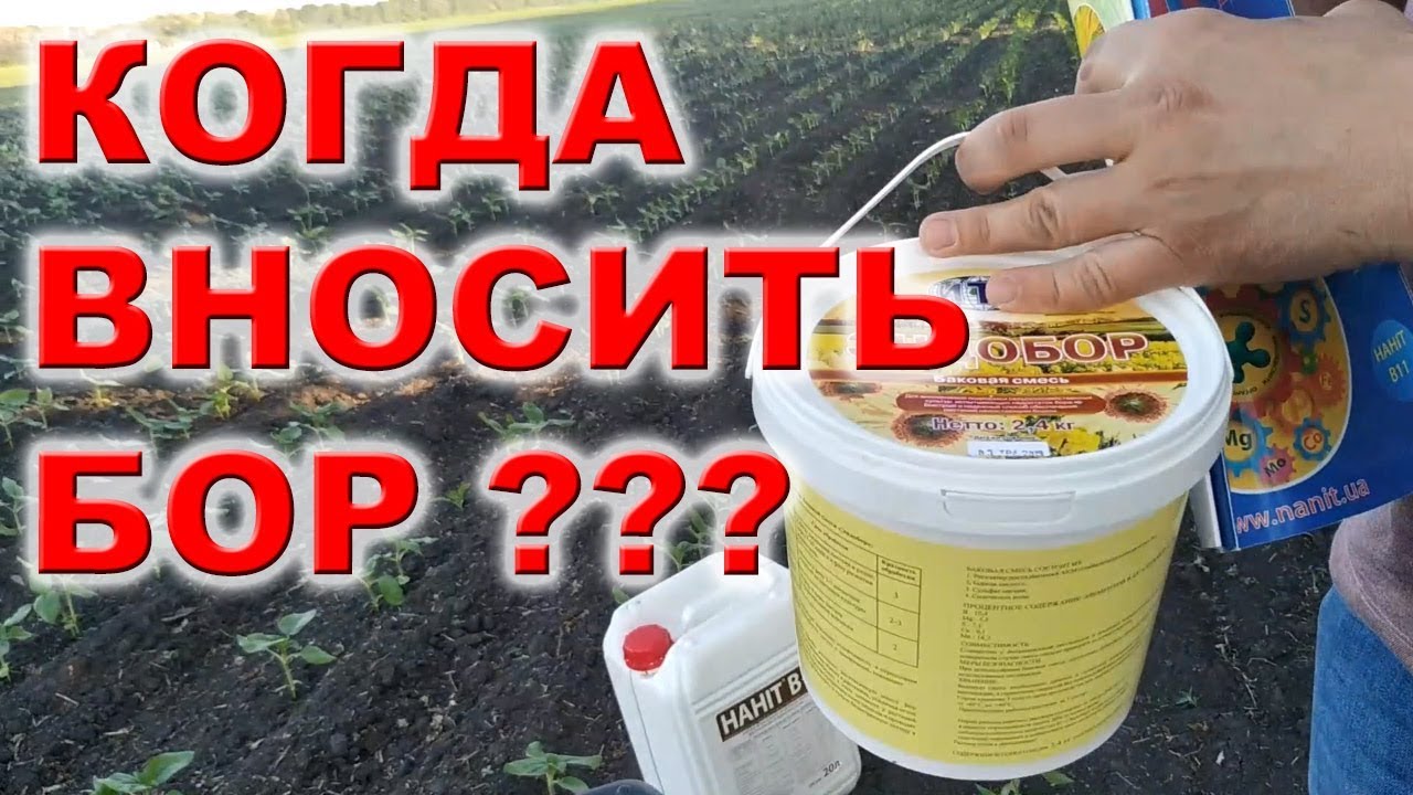 ЩО ДАЄ БОР СОНЯШНИКУ# Подкормка подсолнечника.