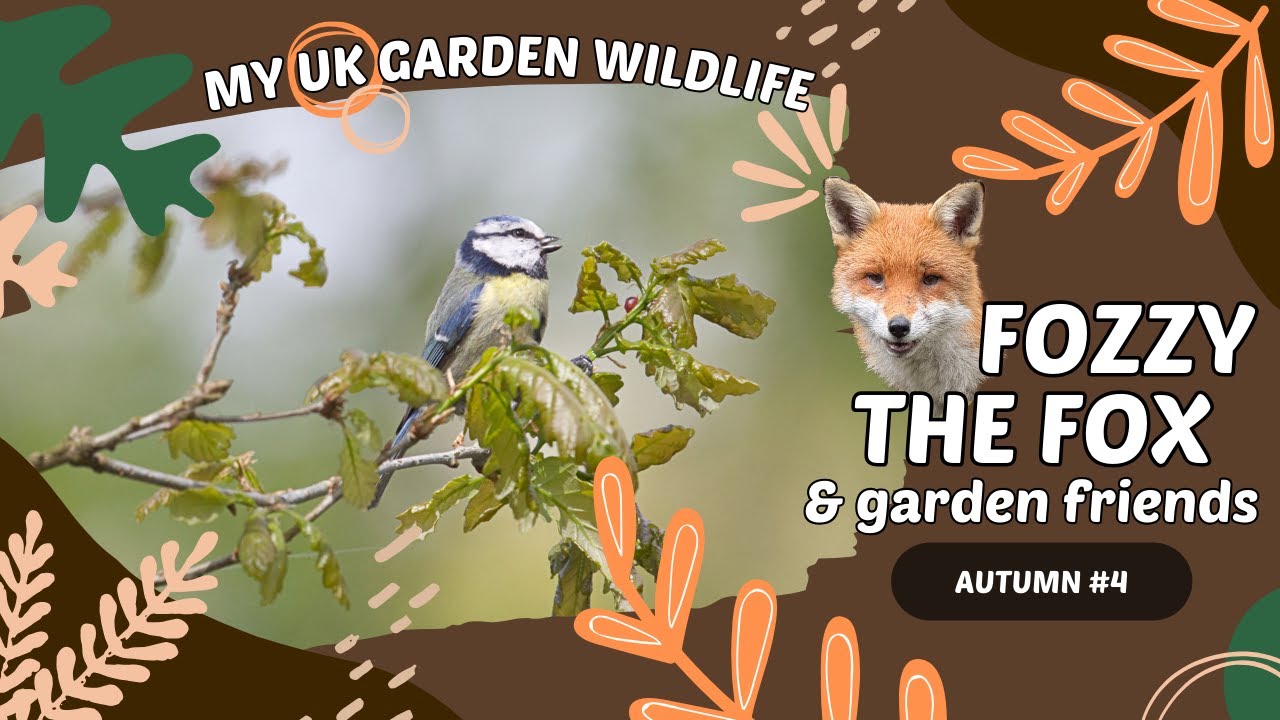 Garden Wildlife #4 - A rainy day in the garden