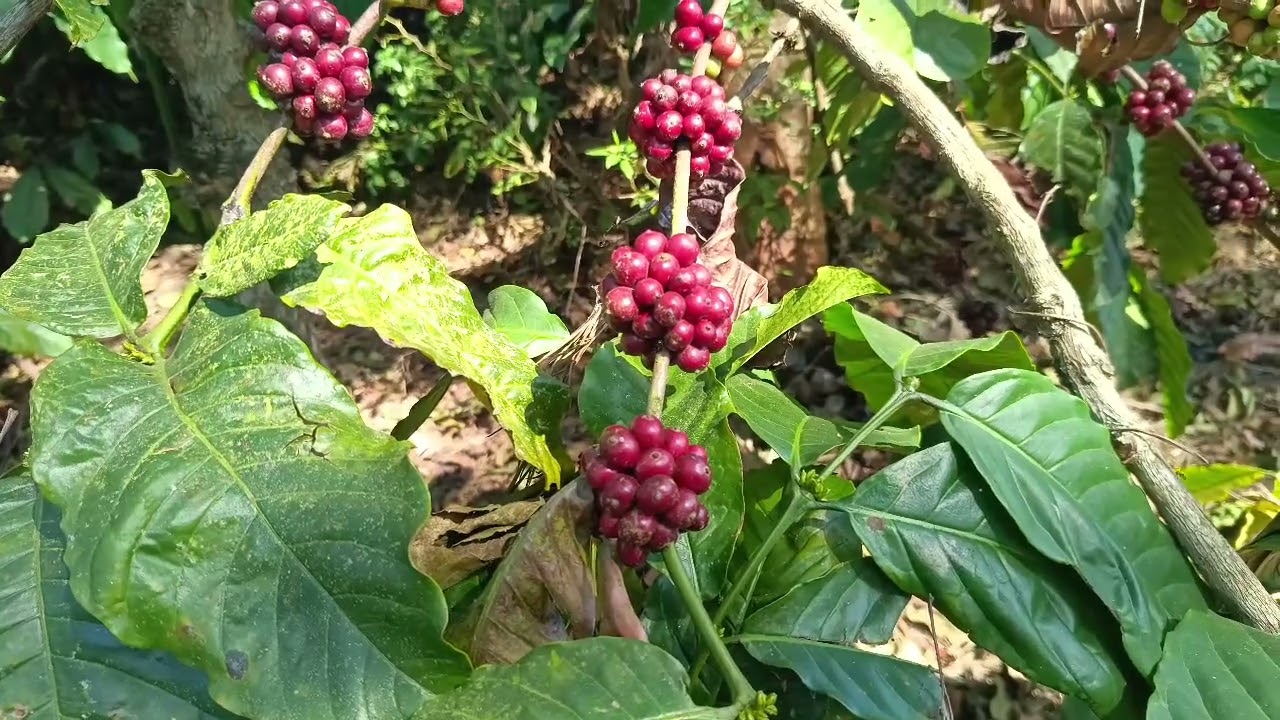 കാപ്പി വിളവെടുക്കുമ്പോൾ ഇക്കാര്യങ്ങൾ ശ്രദ്ധിക്കണമെന്ന് കോഴി ബോർഡ്.