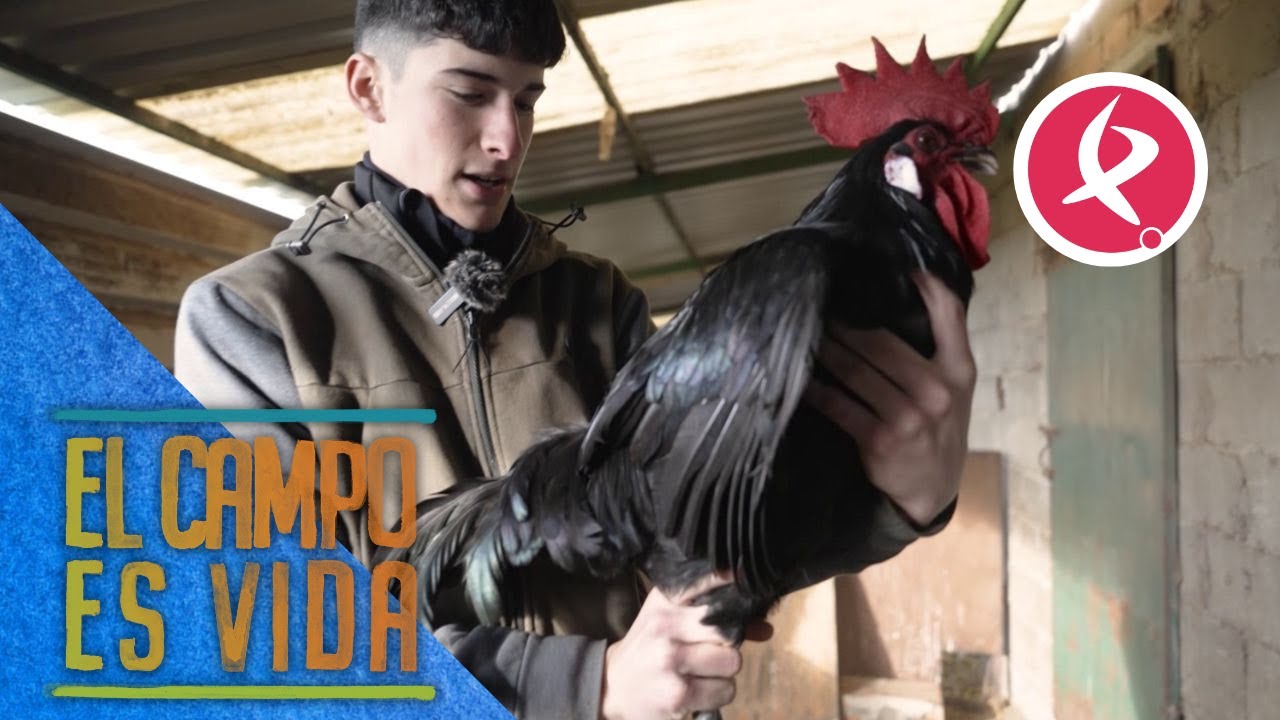 Las gallinas de pura raza castellana negra de Jose | El campo es vida
