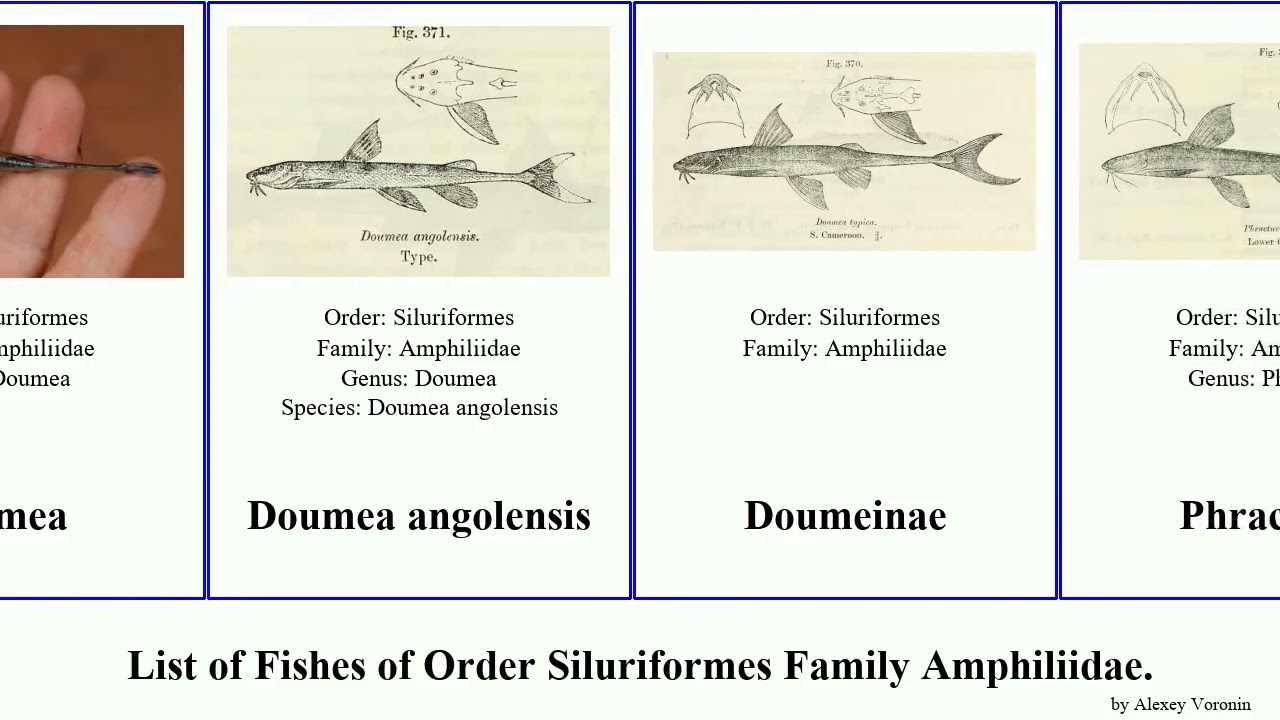 Fishes of Order Siluriformes Family Amphiliidae catfish intermedia angolensis Belonoglanis Doumea