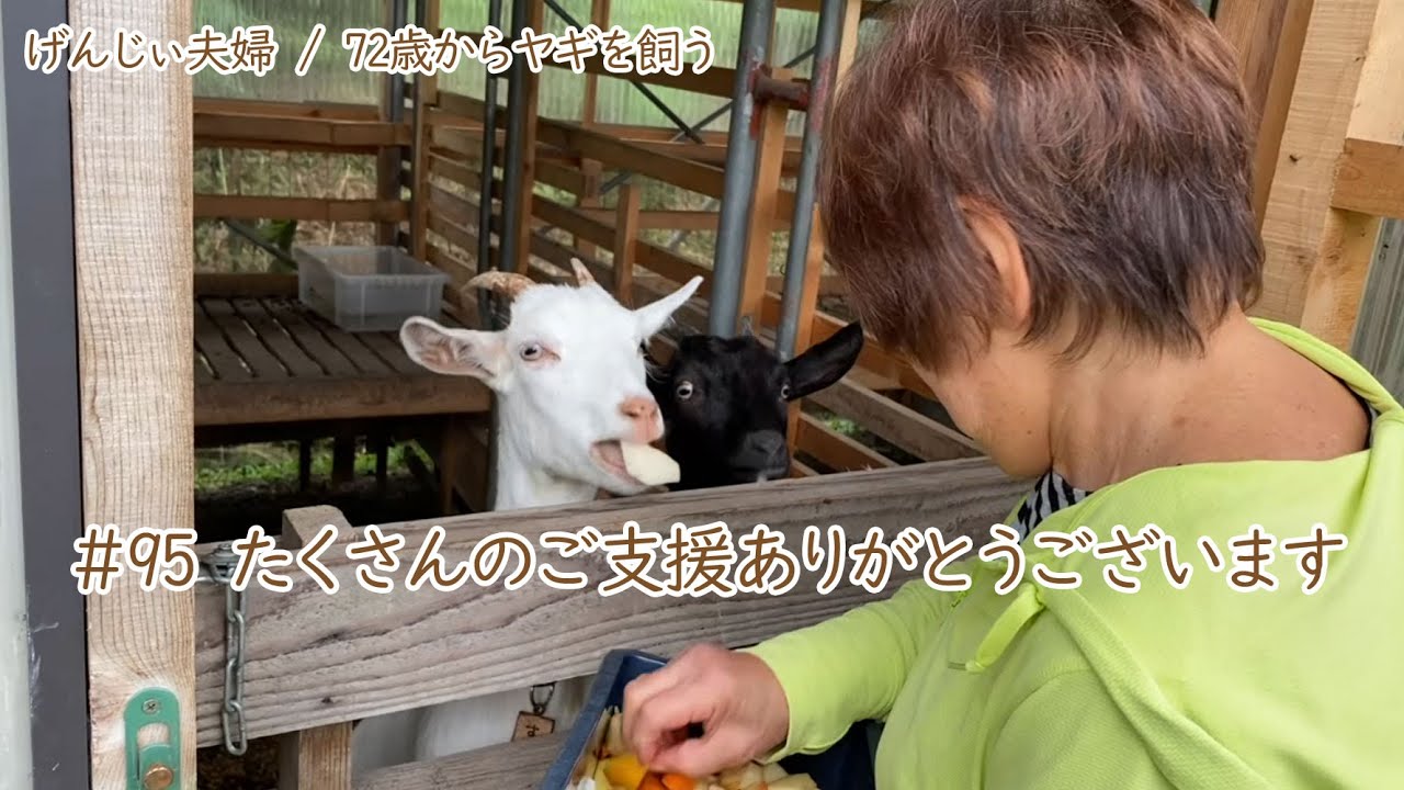 【77歳ヤギ飼い#12】たくさんのご支援をいただきありがとうございます「72歳からの楽しいシニアライフ#95」