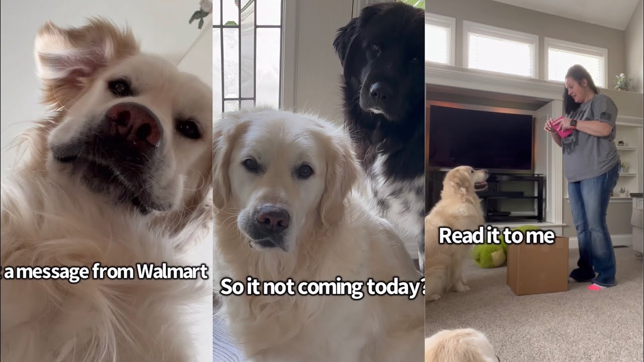 Walmart Sent My Dogs A Gift