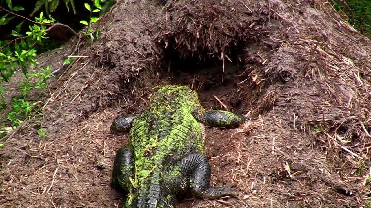 The birth of baby alligators...