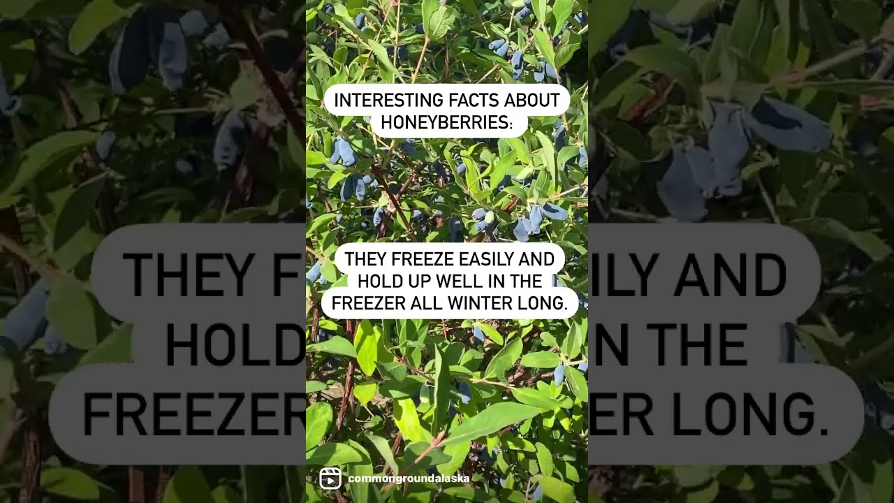 INTERESTING FACTS ABOUT HONEYBERRIES (Haskaps)