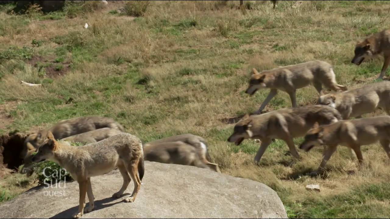 Cap Sud-Ouest - Les loups de Chabrières