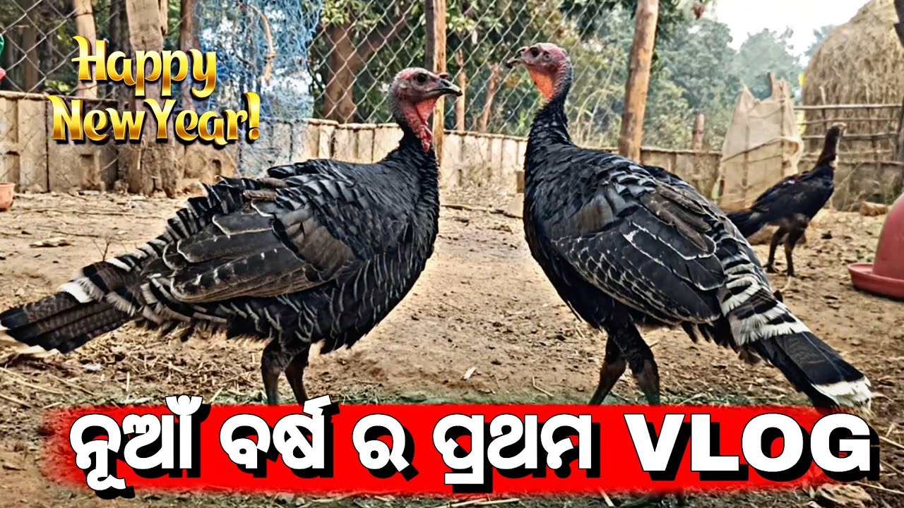 ସାଙ୍ଗମାନେ ଆସ ଦେଖିବା ଆମର new pets😱😱😱