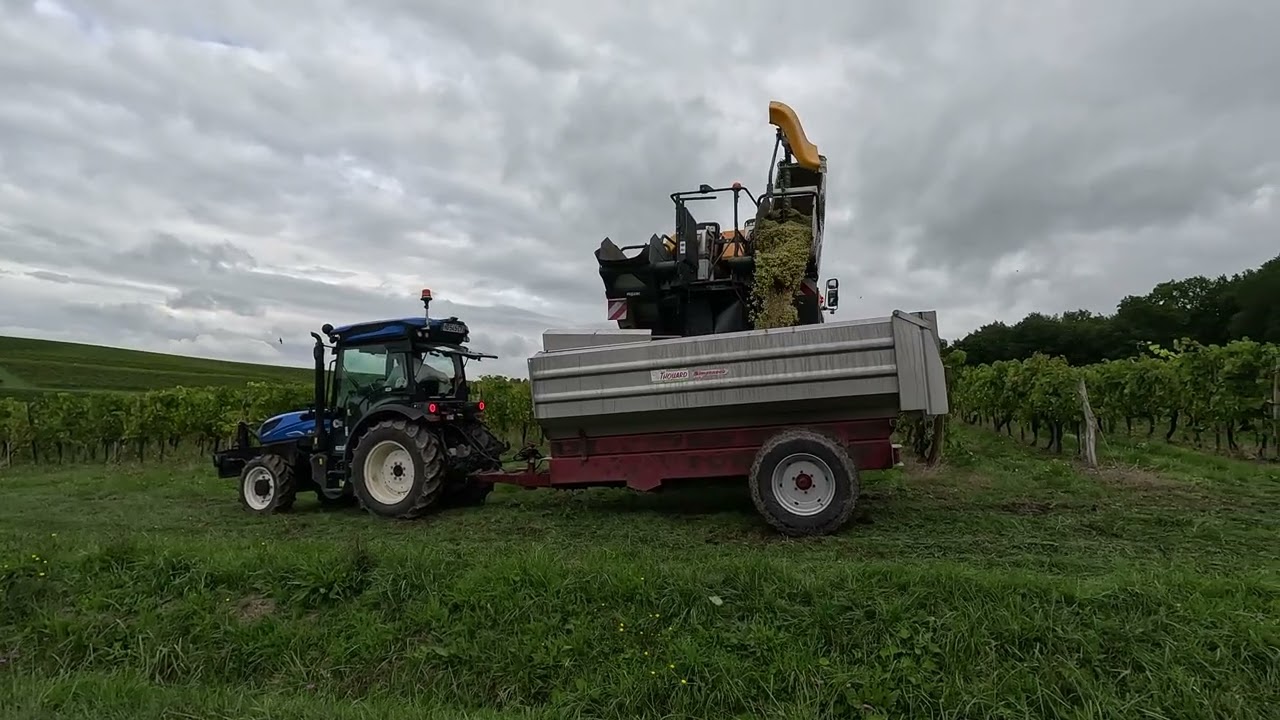 Druivenoogst voor de cognac