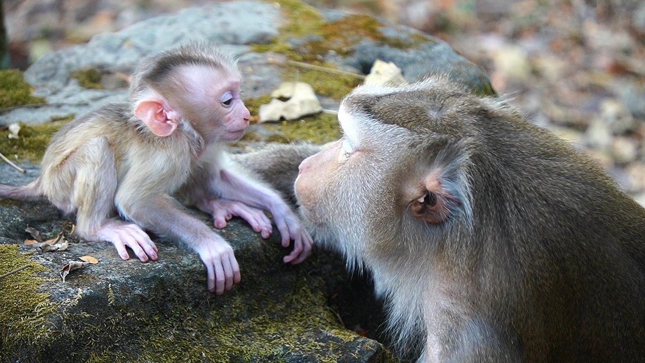 Monkey Mommy LIBBY Needs Some Rest From Little Boy LEVY ?