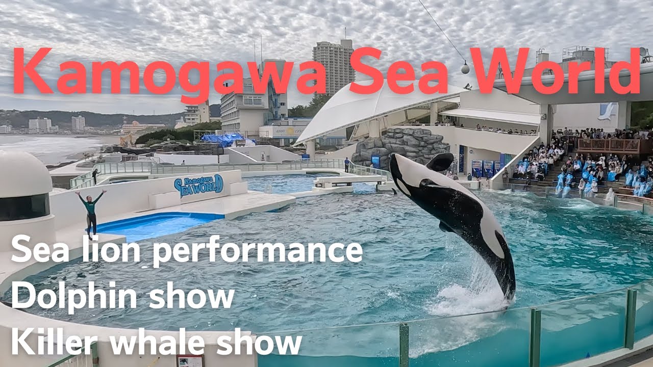 【Kamogawa Sea World】Sea lion performance,Dolphin show,Killer whale show highlight