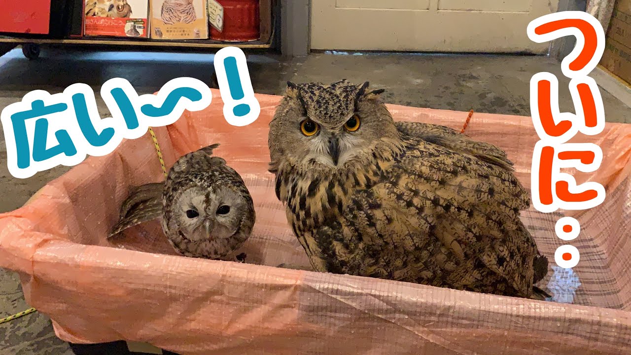 【フクロウの水浴び！】やっと、、新しい水浴び場が活躍！楽しそうに水浴びする姿にうっとりする！