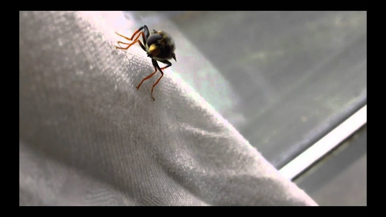 threelined hoverfly closeup HD