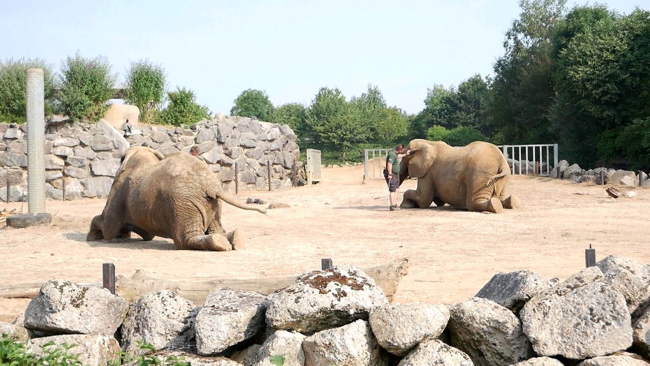 Elephant Health Check @ Colchester Zoo