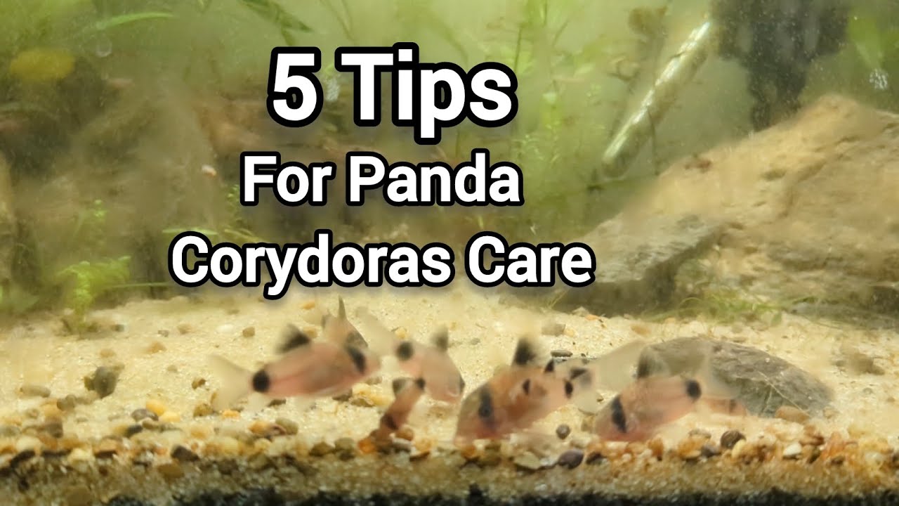 5 Quick Tips for Happy Panda Corydoras!