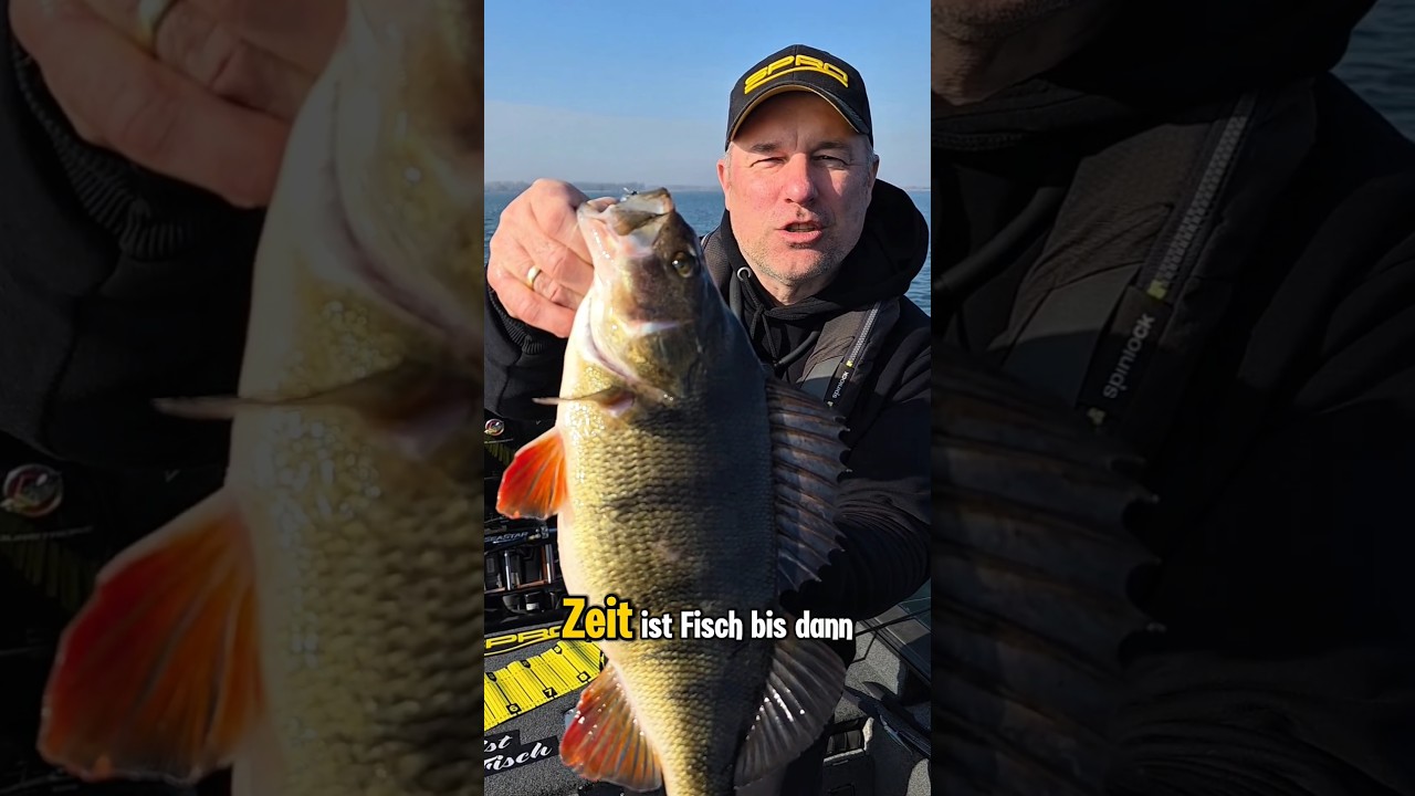 Big Perch im Drill 🎣🍒 #angeln #fishing #barsch