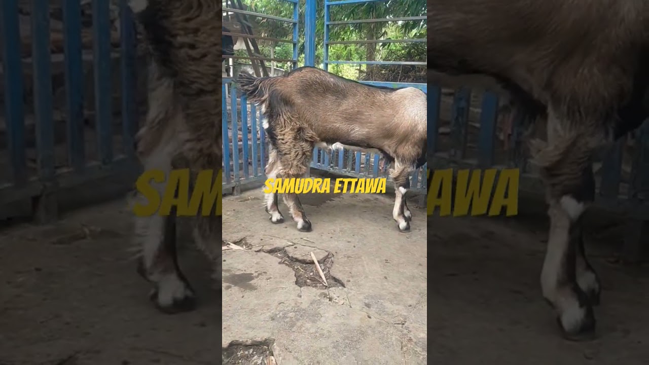 Bakalan jrabang tulungagung