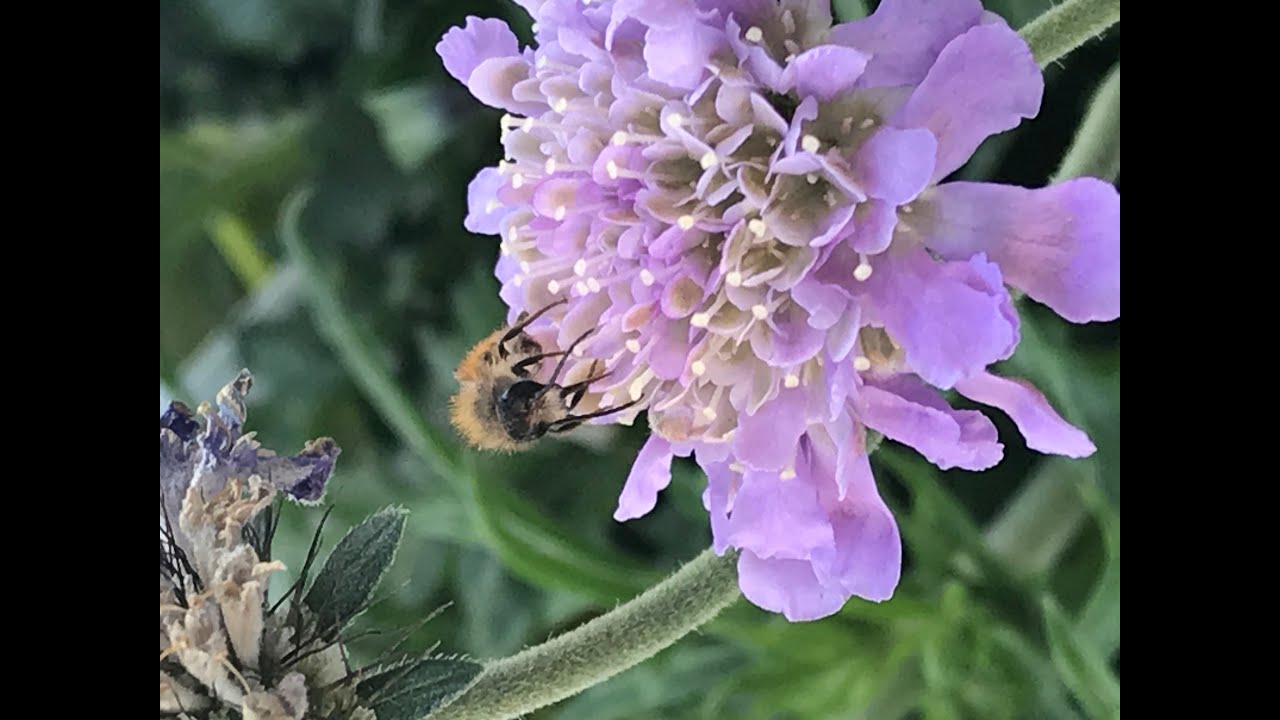 Nisthilfen für Mauerbienen