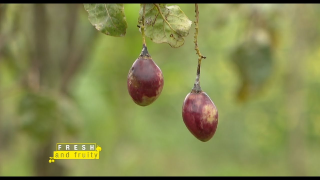 Tree-tomato farming best practices - Part 1