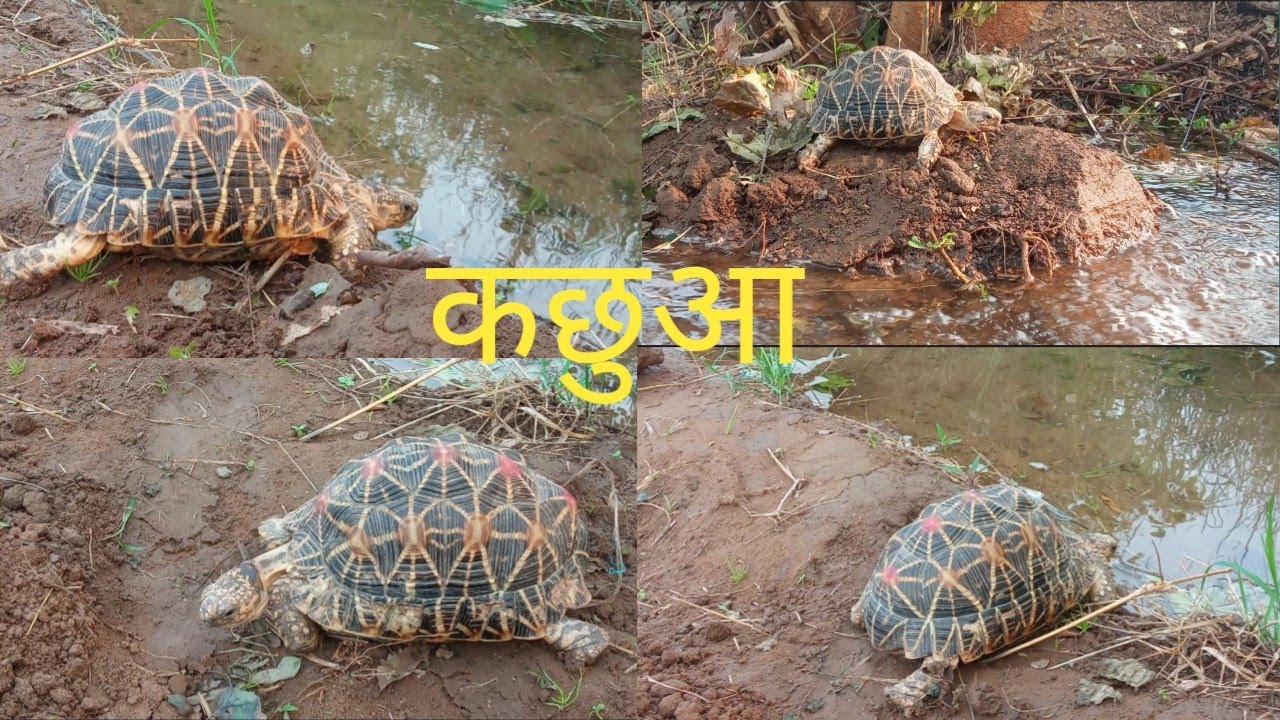 कछुआ||tortoise||#newvideo||#tortoise||#कछुआ||#वीडियो||#video 