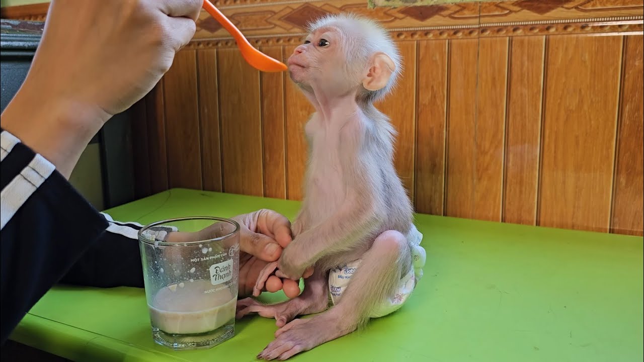 Full video compilation Monkey Su next his mother being well cared