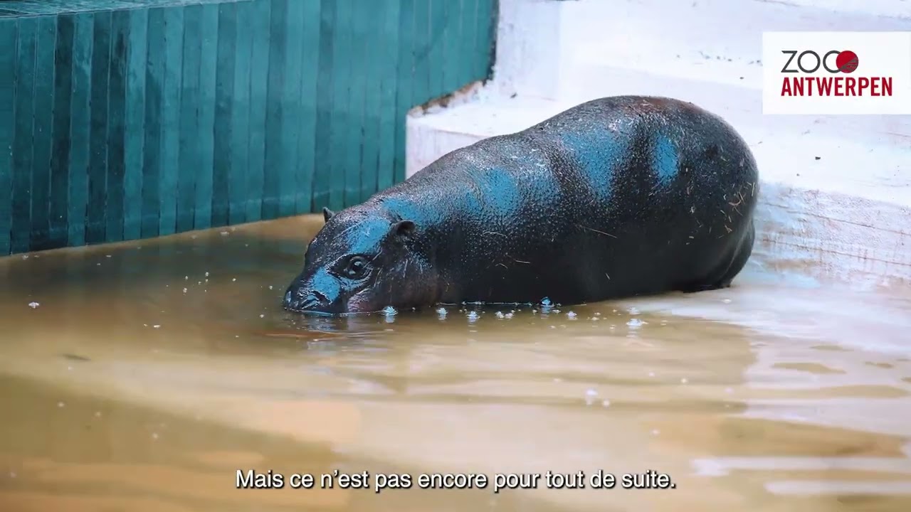 Un nouvel hippopotame pygmée débarque au ZOO d’Anvers