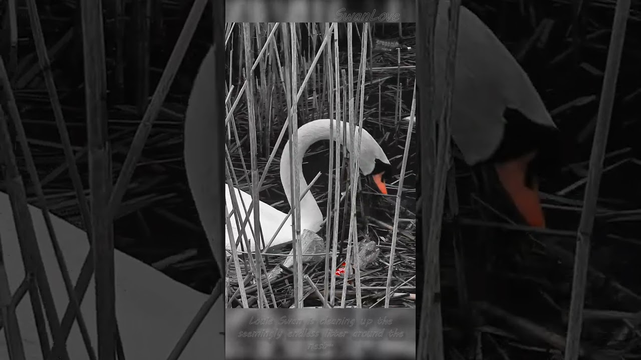 #swan  protecting nest 02 20230326 #shorts