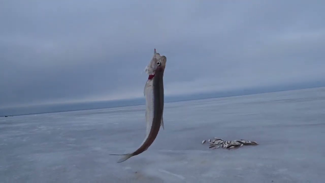 Корюшка. Толбухин. Крупная Корюшка на Финском Заливе.