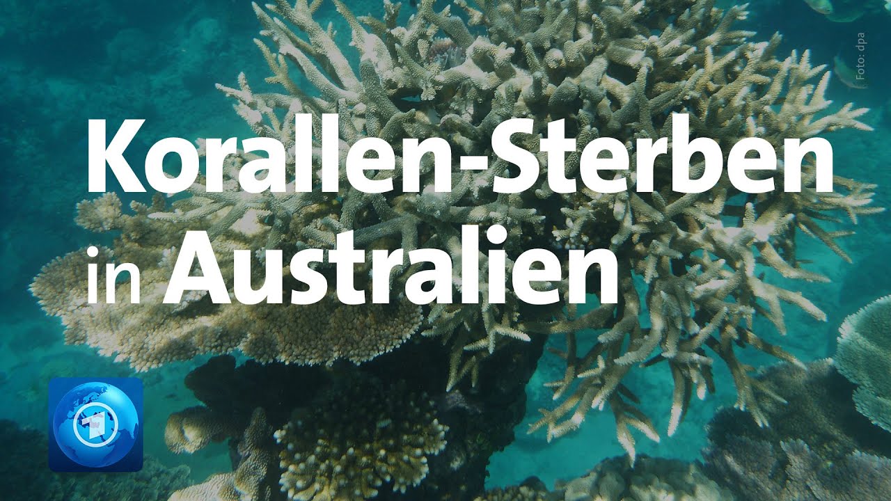 Great Barrier Reef: Korallen-Sterben in Australien