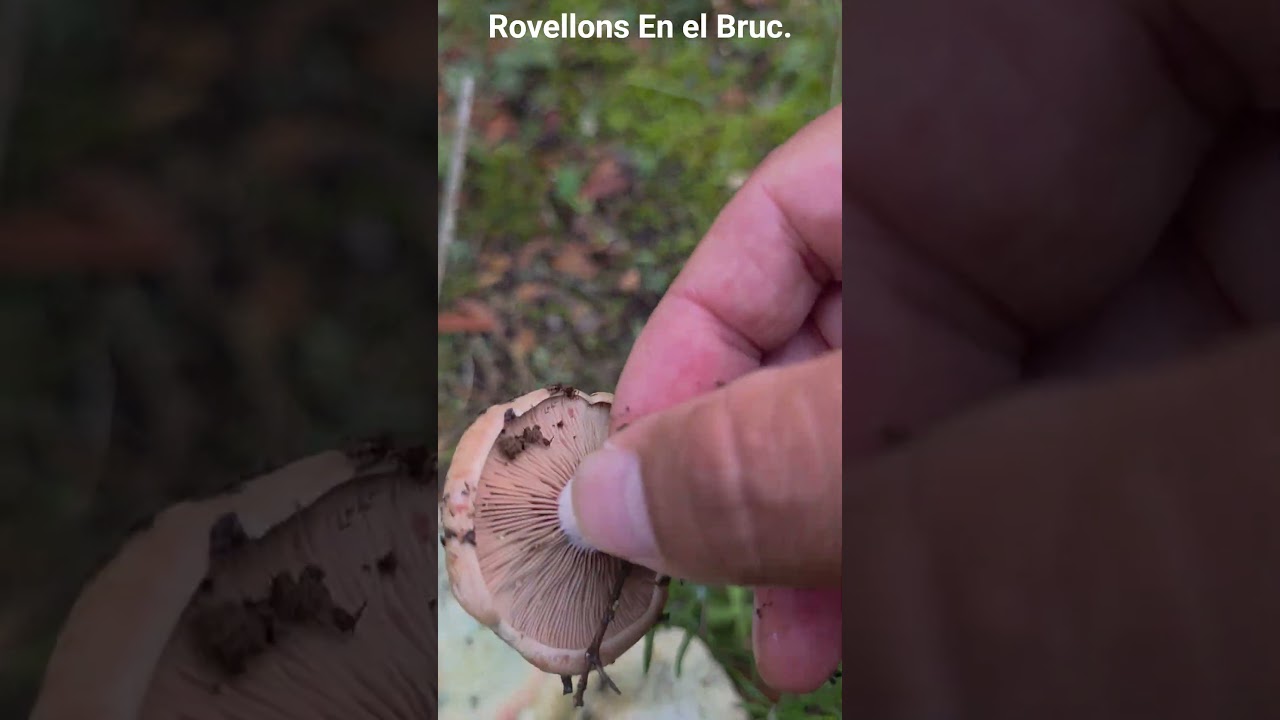 Lactarius sanguifluus.