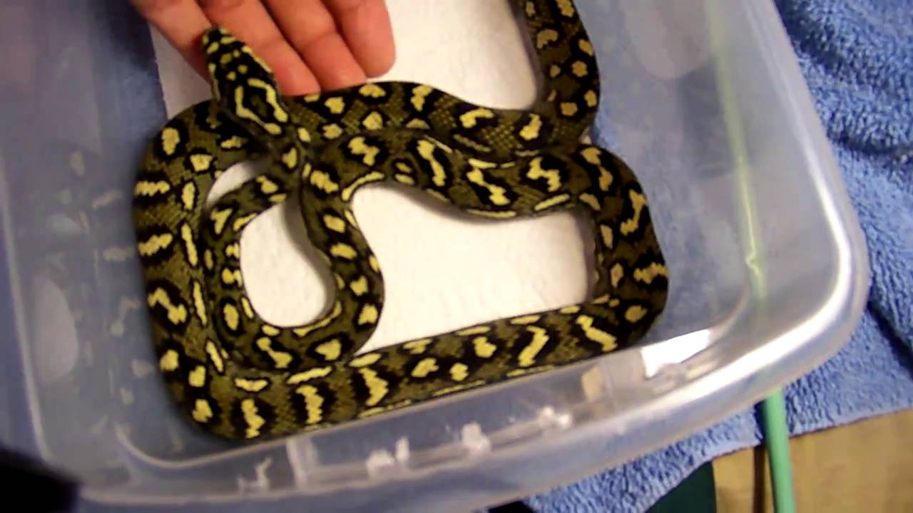 2010 75% Diamond x Jungle Carpet Python - Spark