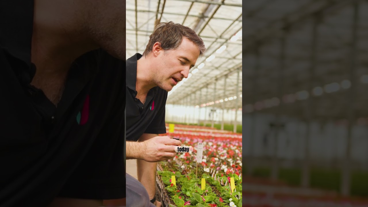 We know a thing or two about growing ornamentals 😉 #ledlights #ledgrowlights #greenhouse