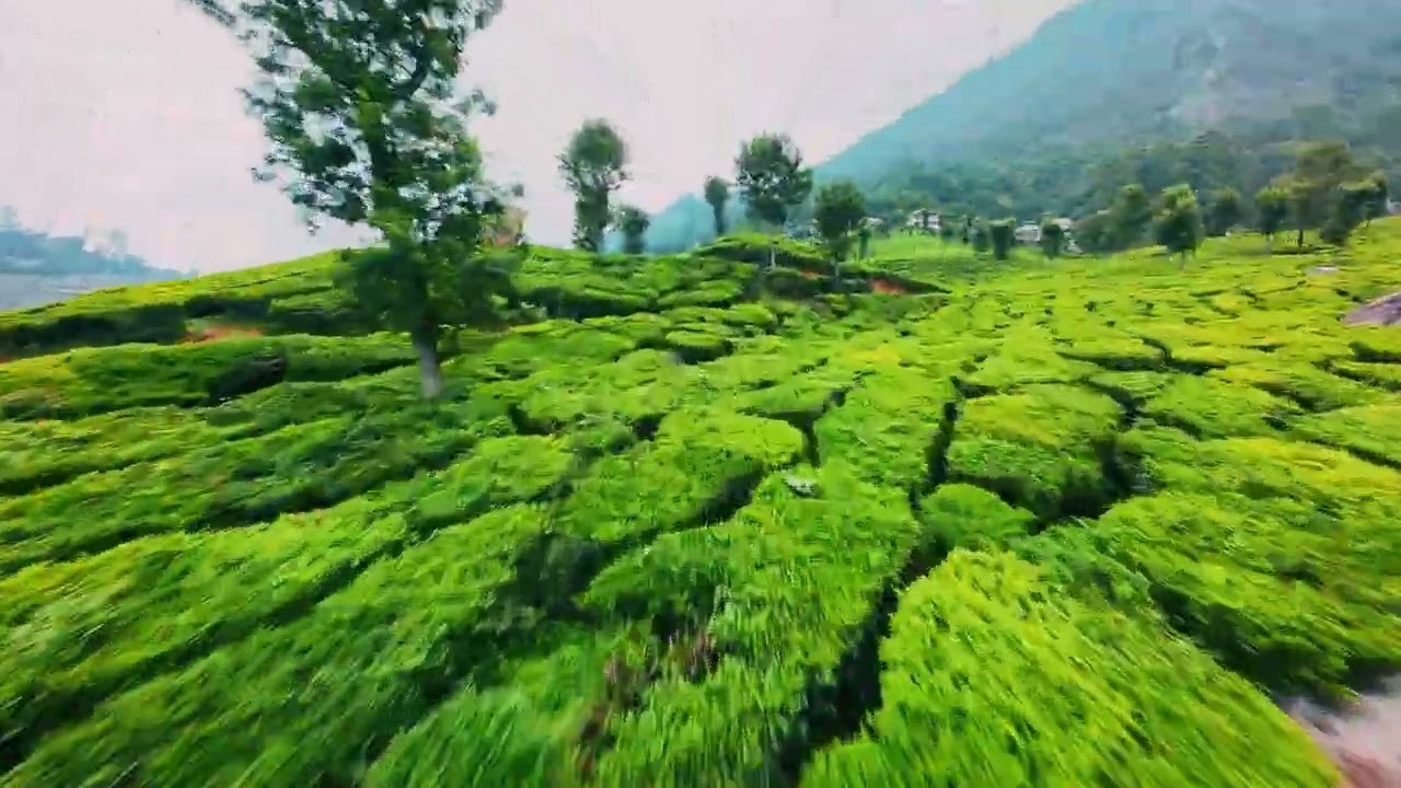 Endless FPV Drone Cruising in Munnar's Tea Plantations