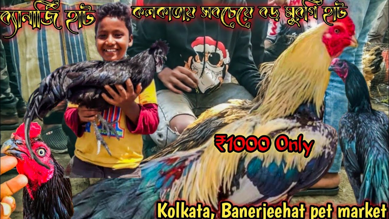 Kolkata Cheapest Chicken Market Of Banerjeehat ll kadaknath, Aseel , Silky available in Low Price ll
