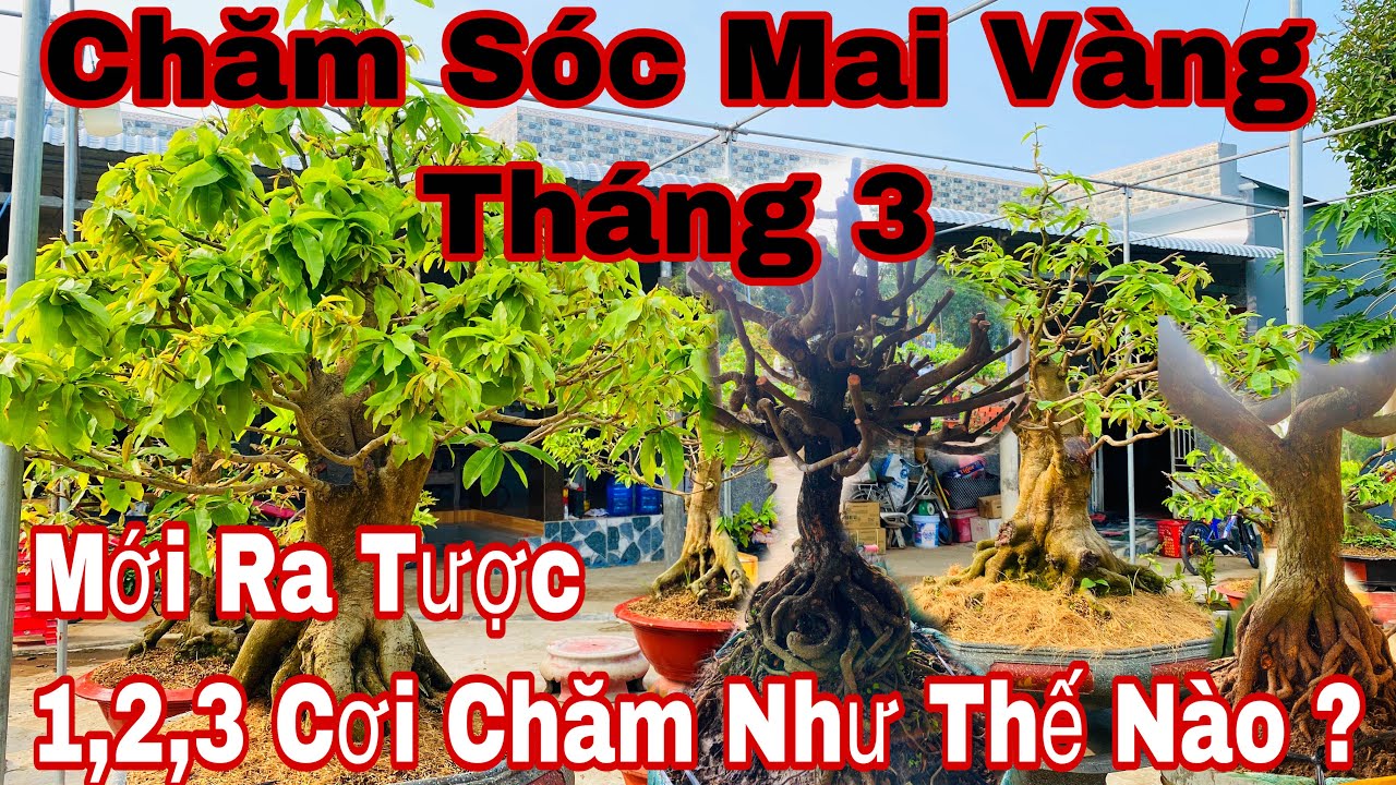 chăm sóc mai vàng vào tháng 3 - mai vàng mới đi tược chăm sóc như thế nào đạt hiệu quả cao ?