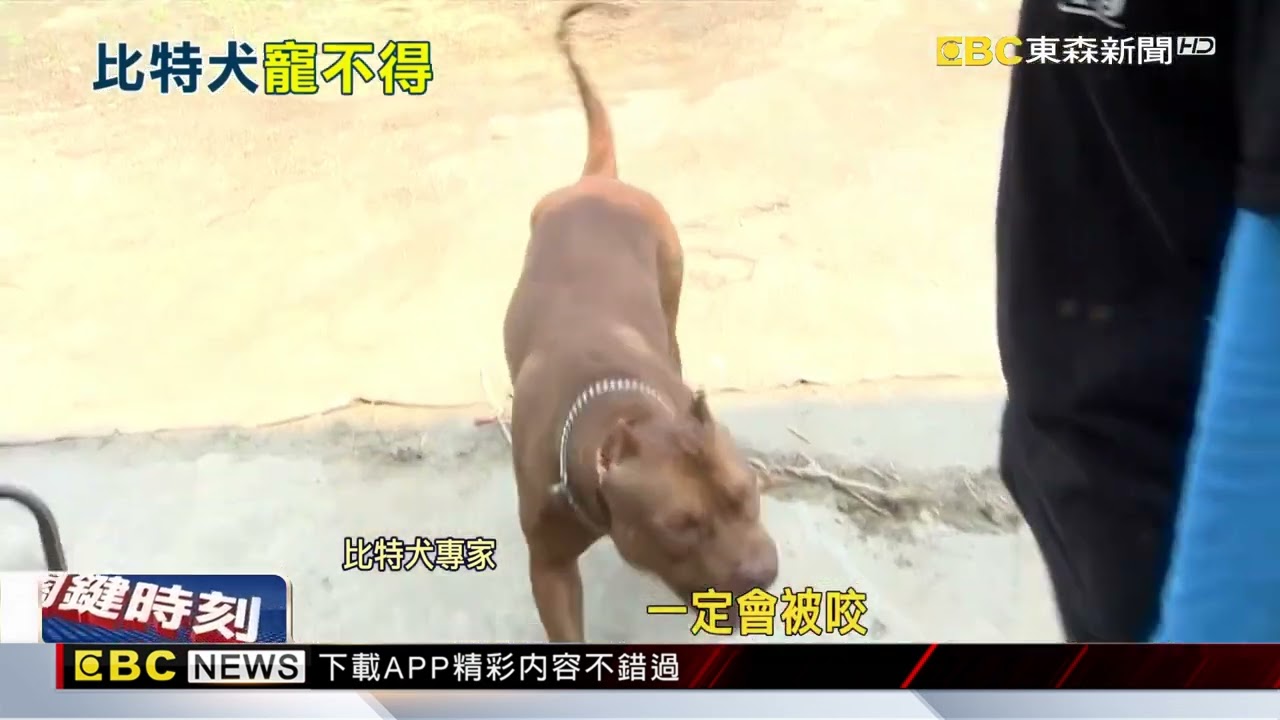 如一頭野獸！專家：比特犬自認為老大「別惹牠」 @newsebc