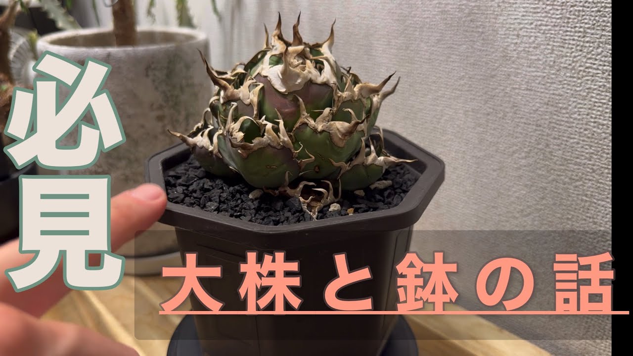 vo.49 【鉢にお悩みの方必見】大株に似合う鉢を考えよう！！