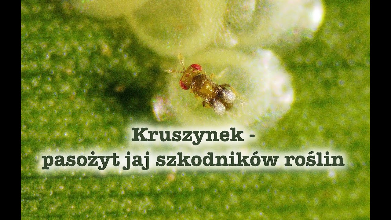 Biologiczna ochrona roślin - kruszynek (Trichogramma ssp.) do zwalczania jaj omacnicy prosowianki