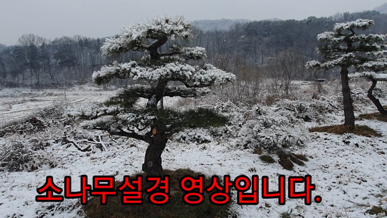 소나무설경2402편(조형소나무)