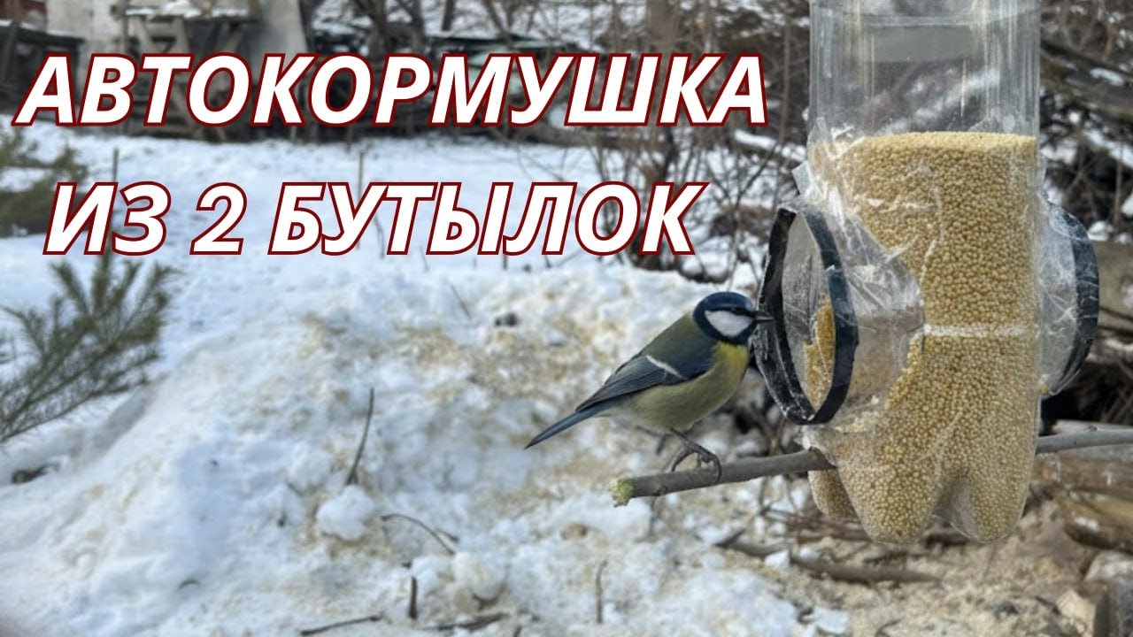 Птицам зимой нечего есть ❄️ Автокормушка из 2 бутылок своими руками