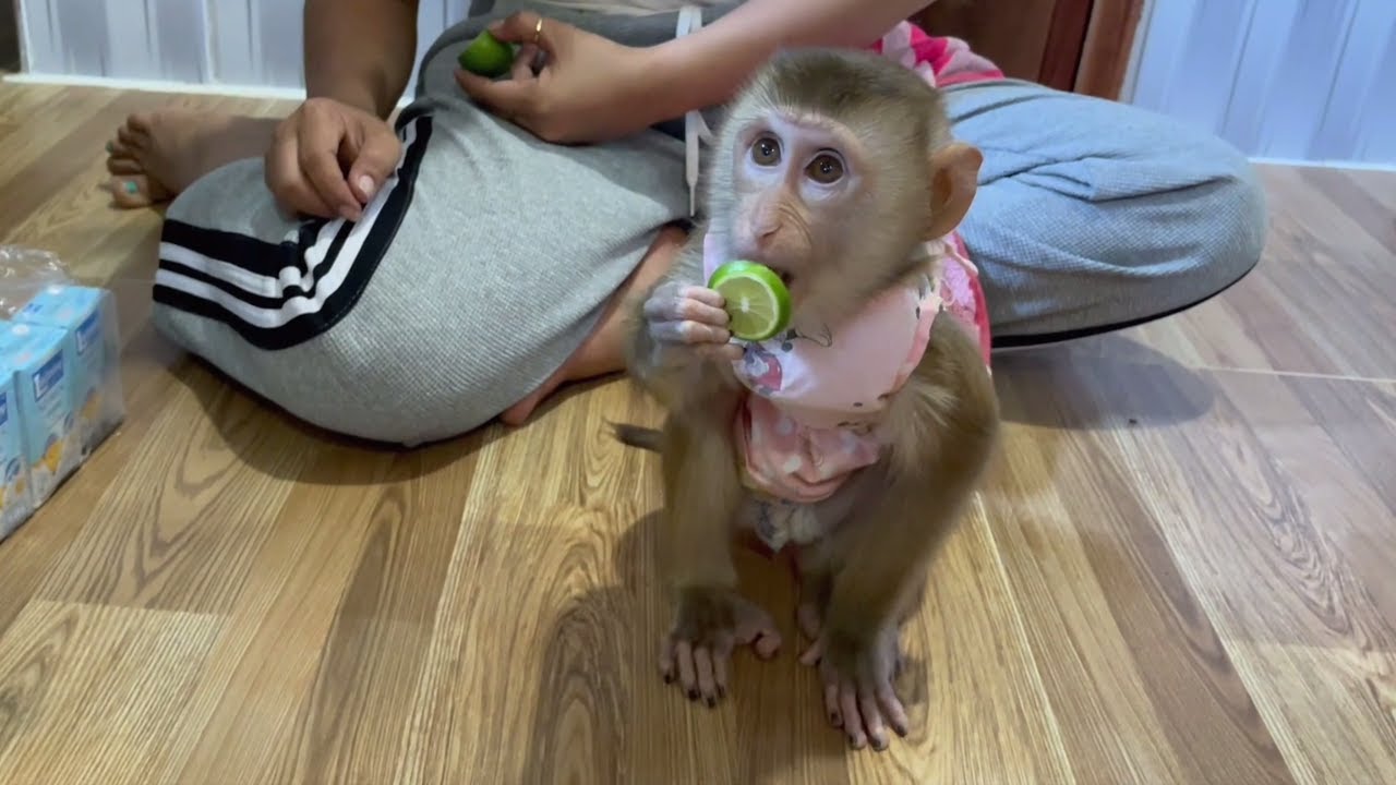 Baby Monkey Hailey Eating Lemons For The First Time