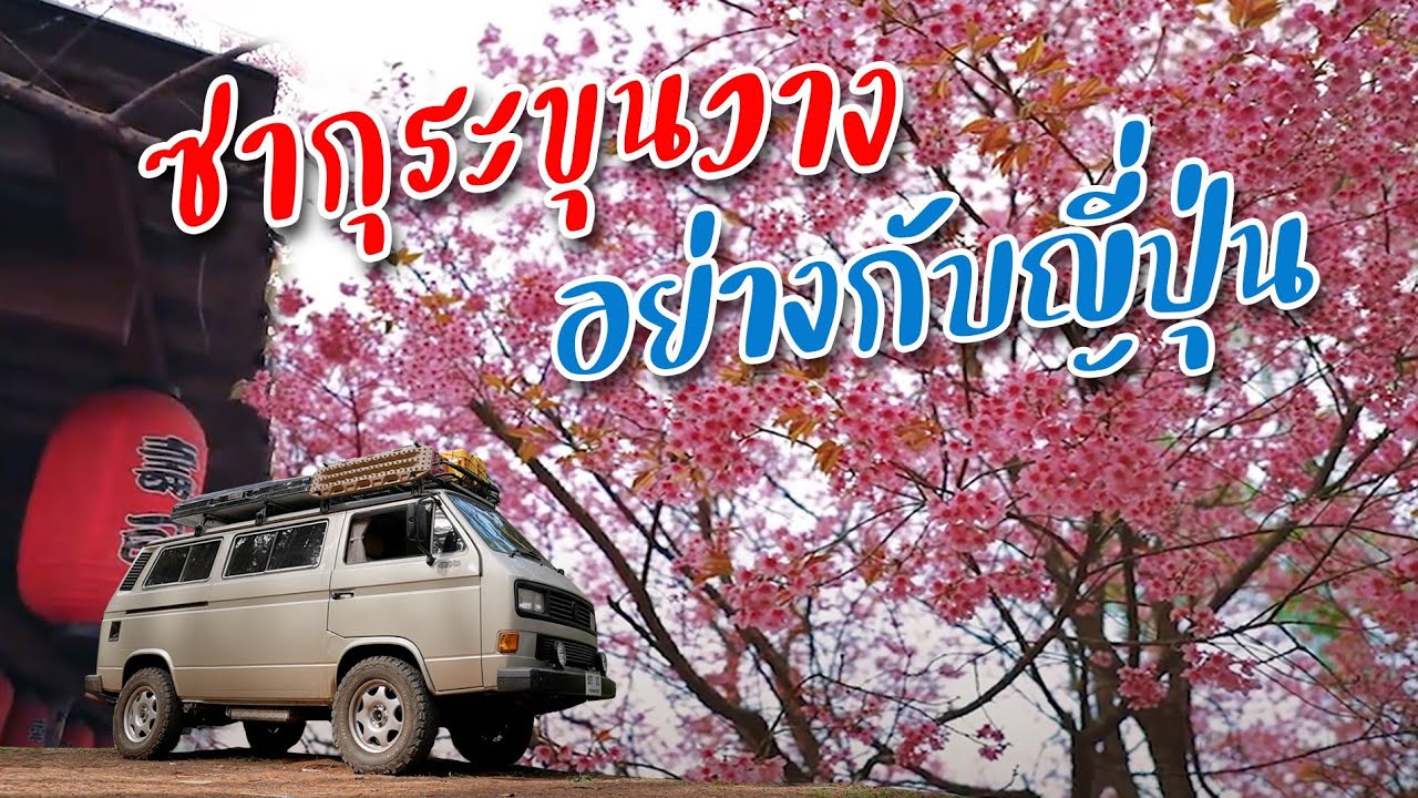 ขับรถบ้านชมซากุระขุนวาง เที่ยวชนบทญี่ปุ่นบนยอดดอยเมืองไทย I เที่ยวเชียงใหม่ I กู๊ดเดย์ x โครงการหลวง