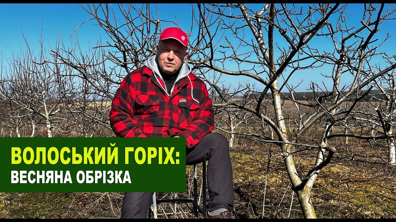 226 Обрізка волоського горіха навесні 2026 року
