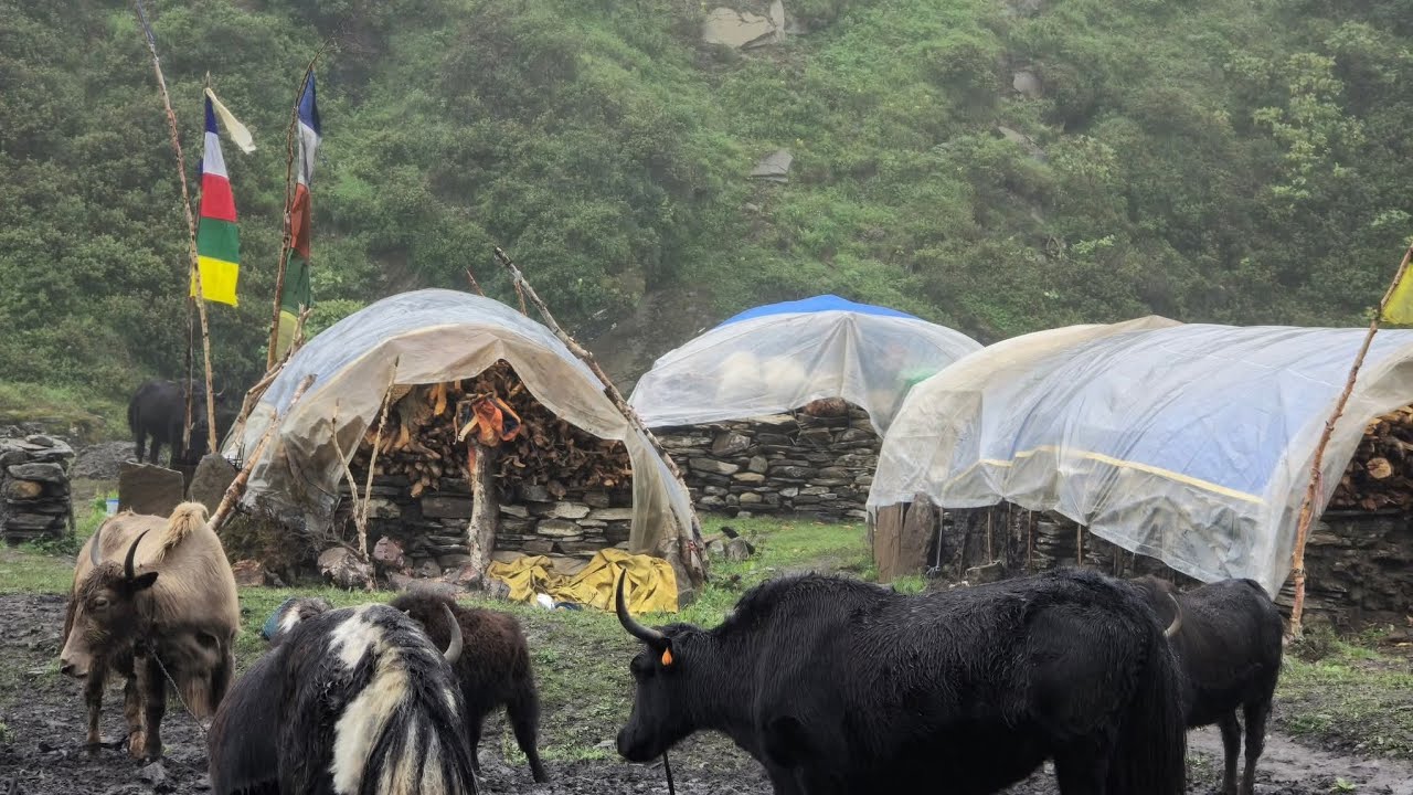 This is Himalayan Village lifestyle in wistren village ! Daily Rainy Day&Oranic Life KHIMRAJ BOHARA