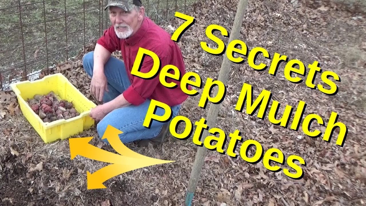 Seven Secrets Of Planting Potatoes In Deep Mulch