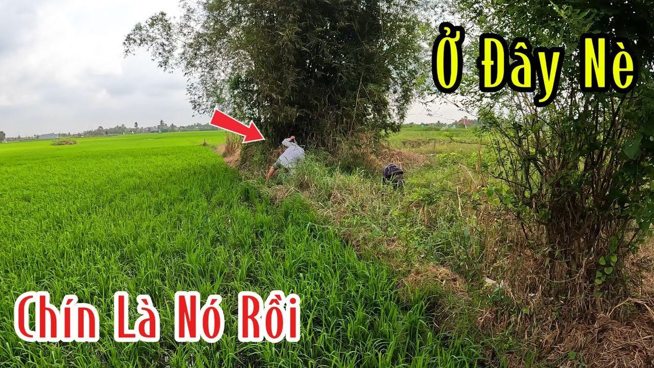 Ông Chú Bảo Là Bụi Tre Này Có Rắn Hổ Mang | Mười Thương SB