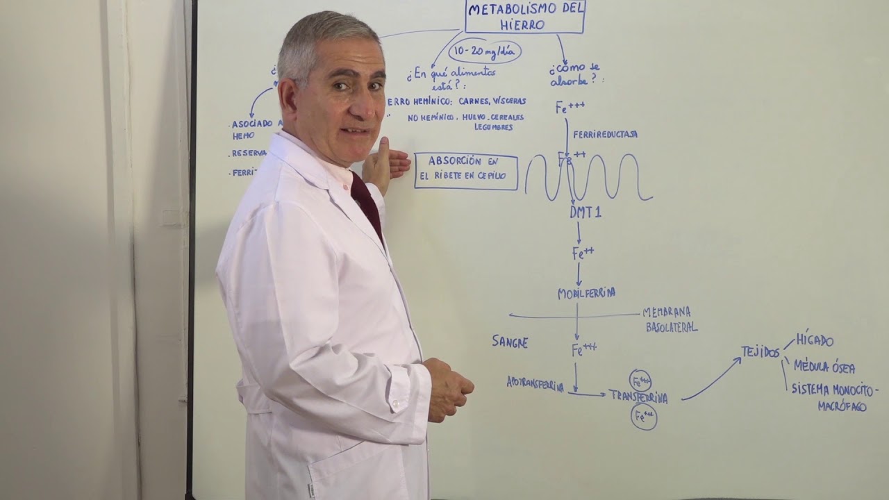 METABOLISMO DEL HIERRO