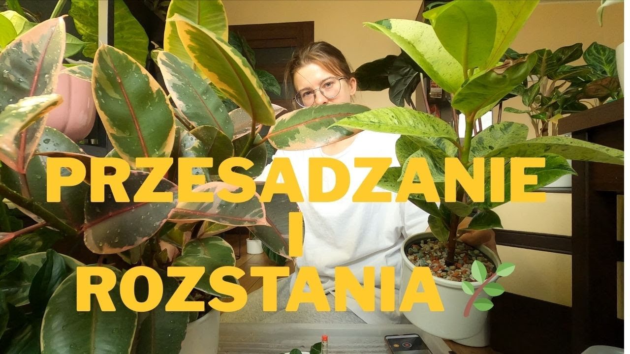 Roślinne porządki ciąg dalszy: przesadzanie, rozbijanie słoików i pożegnania...